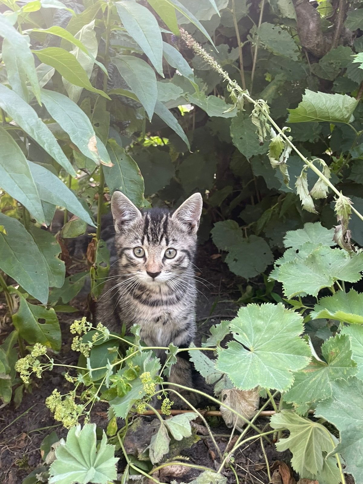 Kitten- kater, Dieren en Toebehoren, Katten en Kittens | Overige Katten, Kater