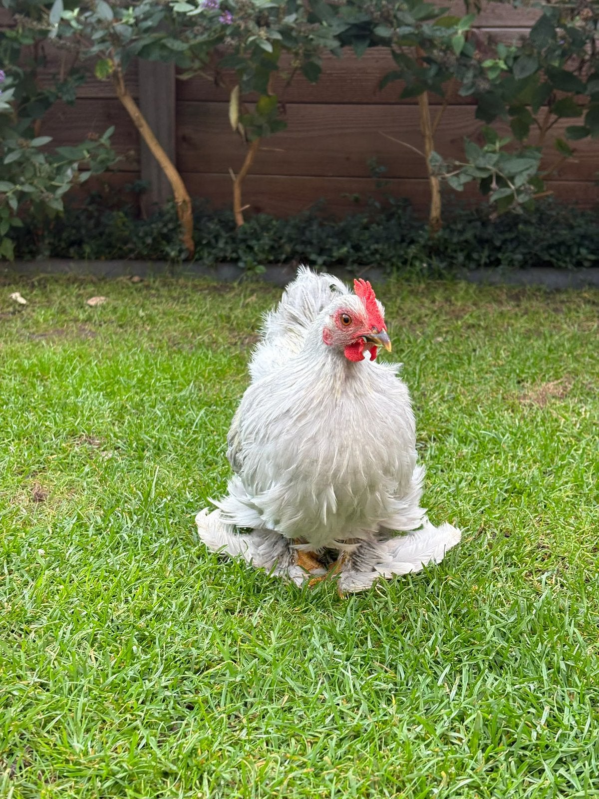 Tamme haan (cochin), Dieren en Toebehoren, Mannelijk, Kip
