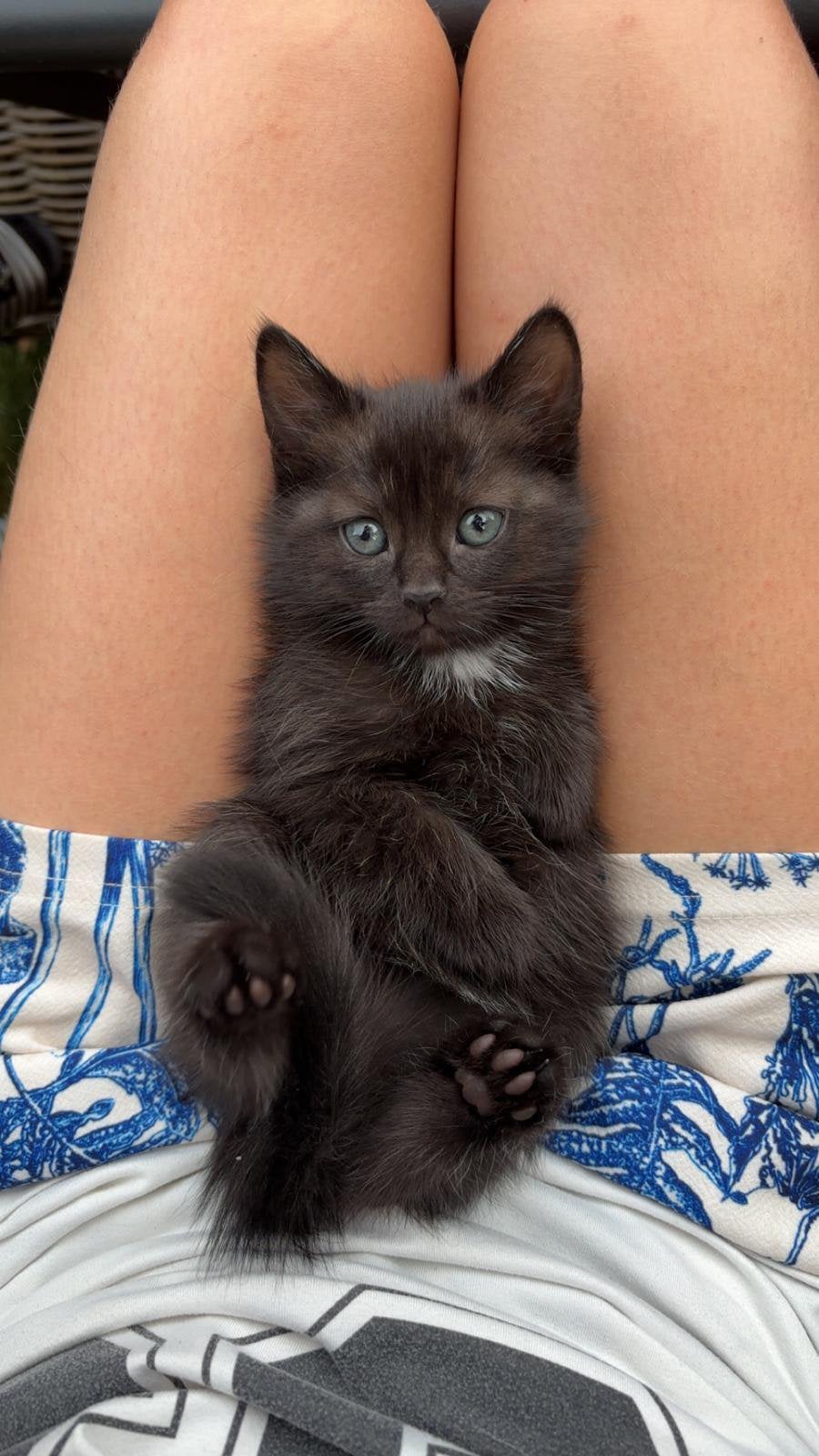 Twee nesten mooie en lieve kittens van 8 en 28 mei, Meerdere dieren, Ontwormd, 0 tot 2 jaar