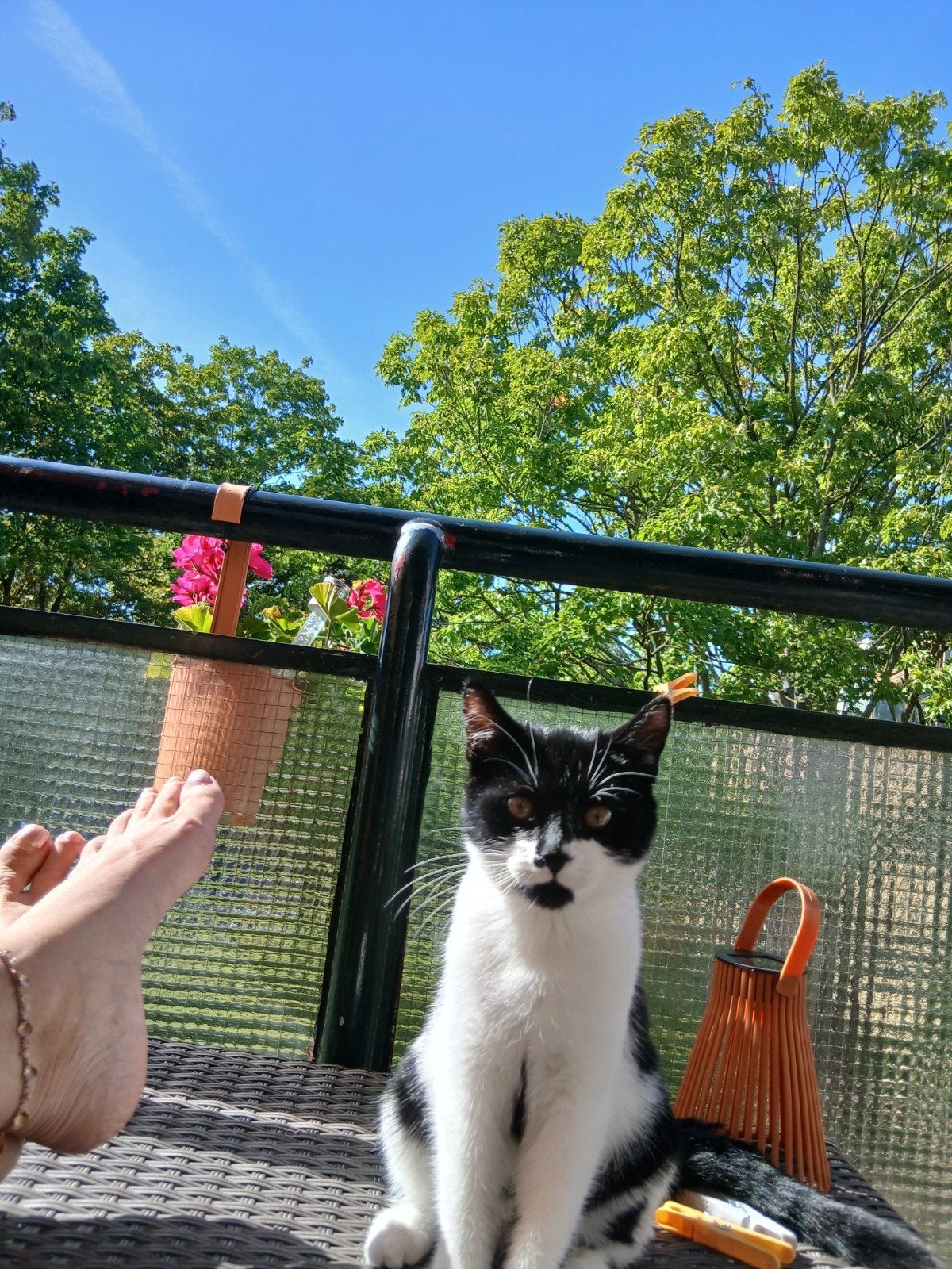 eigenwijze Poppie van 2 en half jaar zoekt huis met tuin, Dieren en Toebehoren, Poes, Kortharig, 3 tot 5 jaar