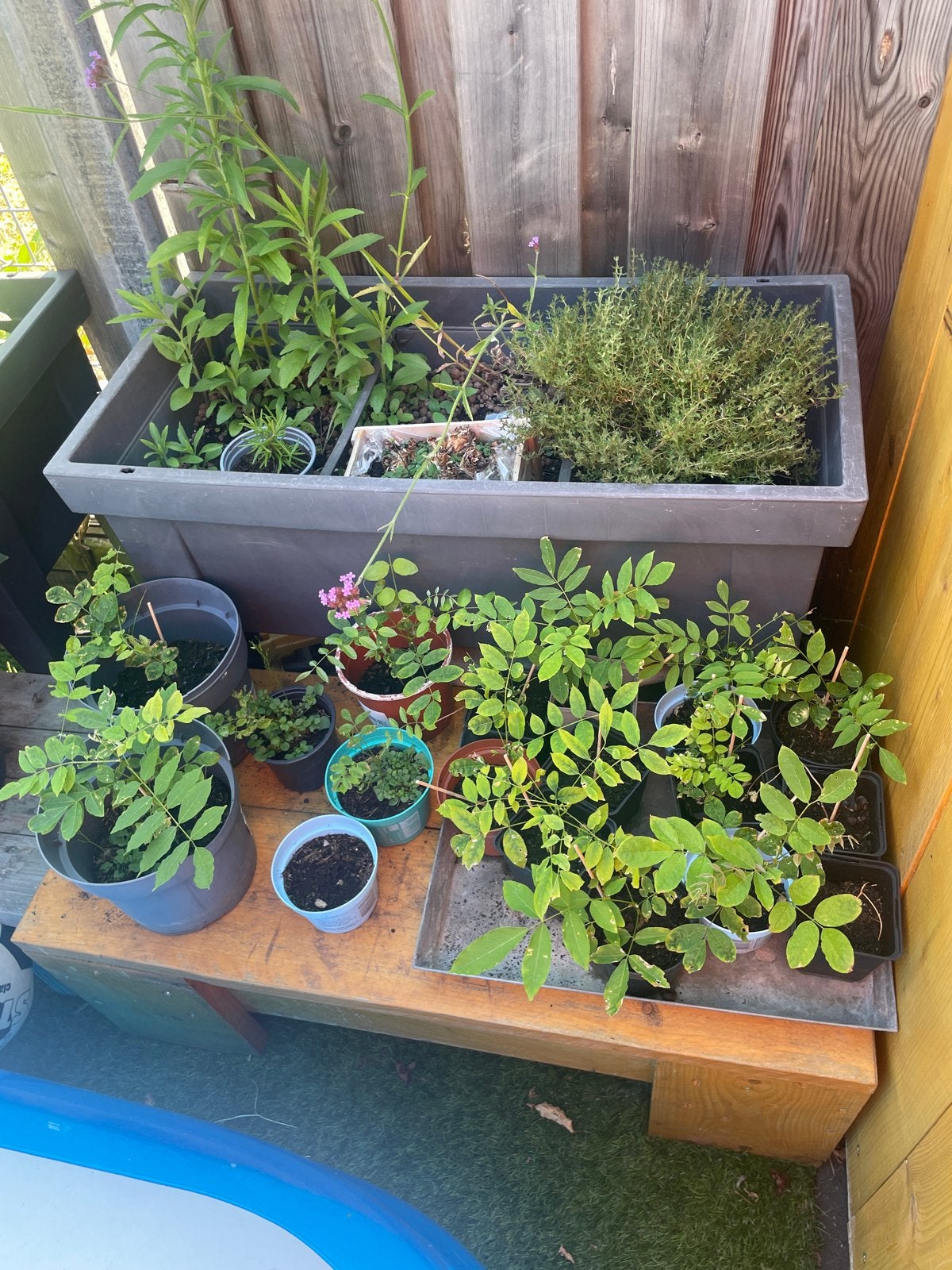Blauwe regen stekken - Rechtstreeks van de moederplant, Ophalen, Volle zon, Vaste plant, Klimplanten