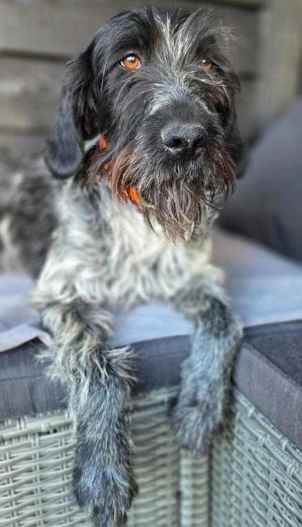 Duitse staande draadhaar teef met FCI stamboom, Dieren en Toebehoren, 1 tot 2 jaar, Teef, Eén hond, Duitse Staande hond