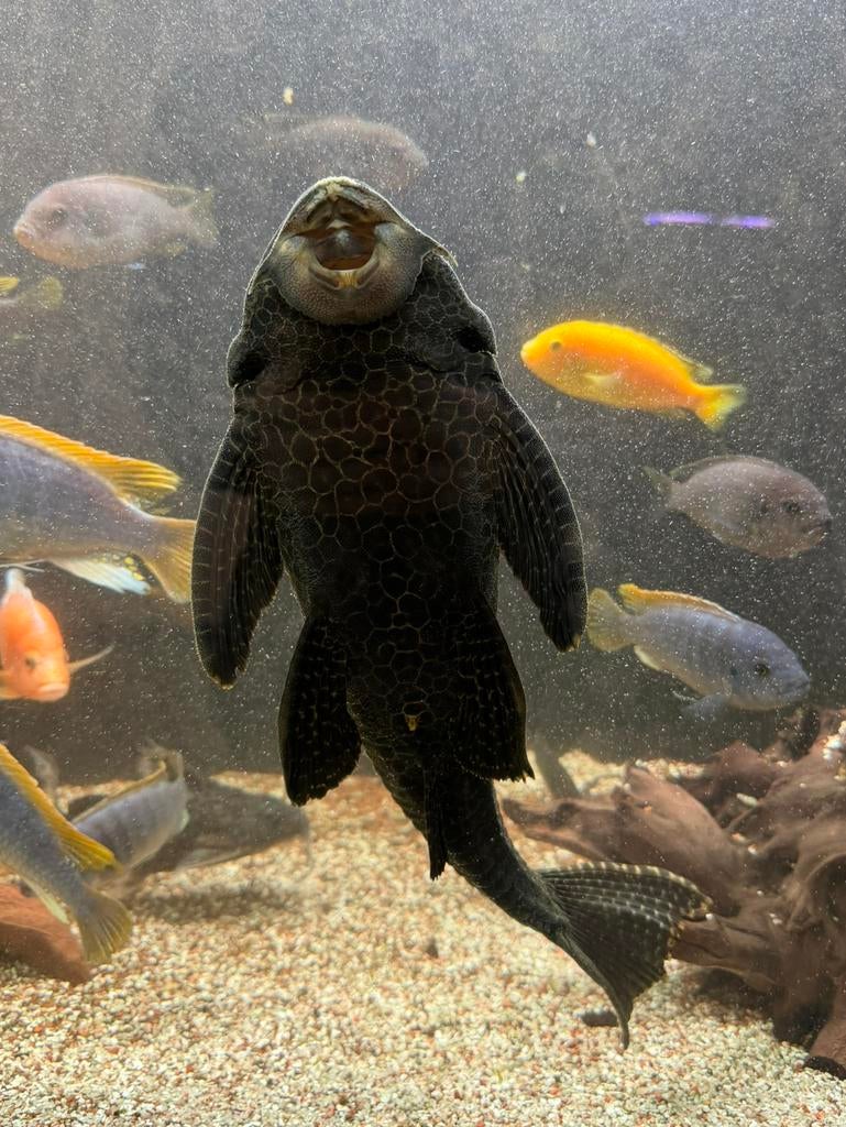 Enorme zeilvin pleco, Dieren en Toebehoren, Vissen | Aquariumvissen, Vis