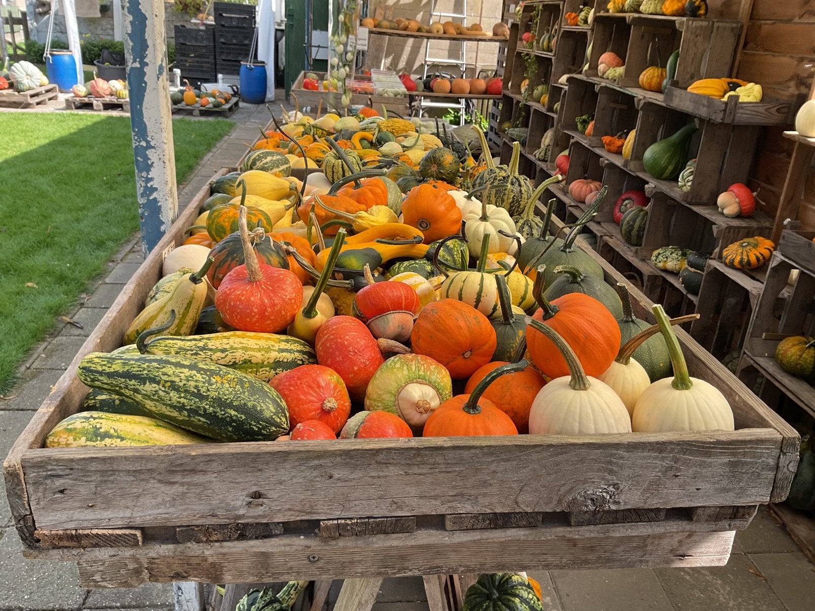 Te koop soep en sier pompoenen, Tuin en Terras, Ophalen, Nieuw