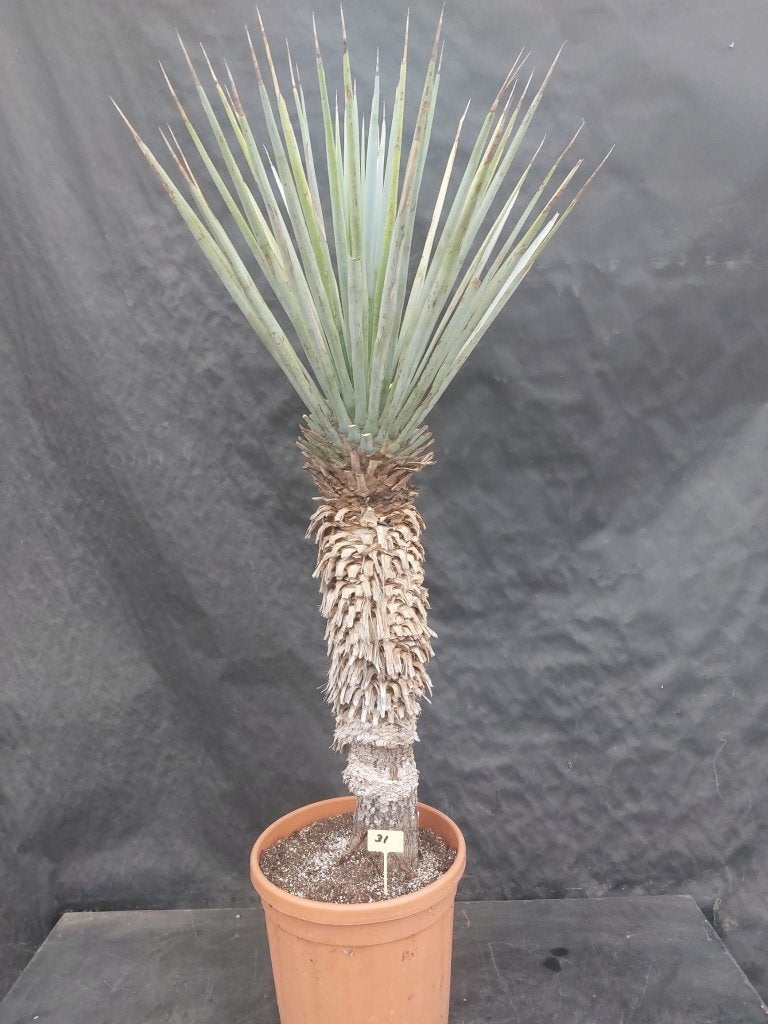 Yucca rigida 31, 140 cm, stam 75 cm, Tuin en Terras, Ophalen of Verzenden, Vaste plant, Overige soorten, Volle zon
