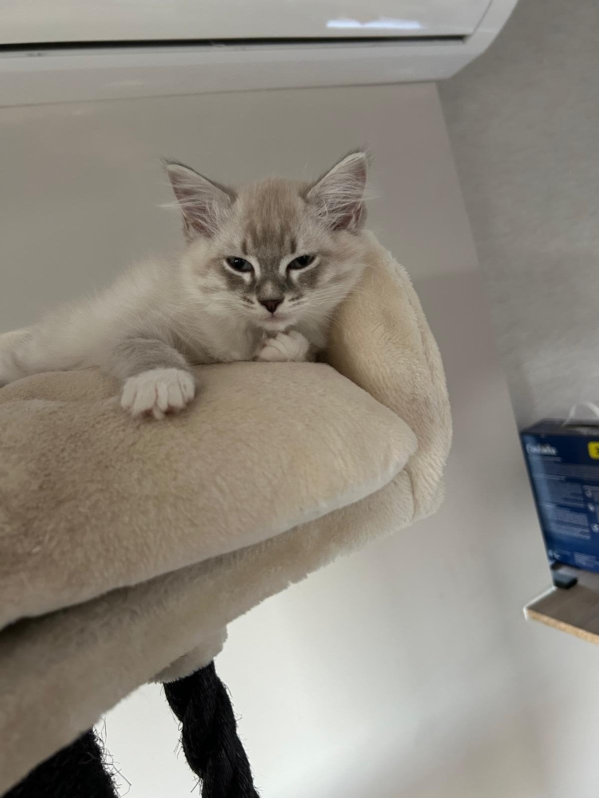 Ragdol Kitten, Meerdere dieren, Gechipt, 0 tot 2 jaar