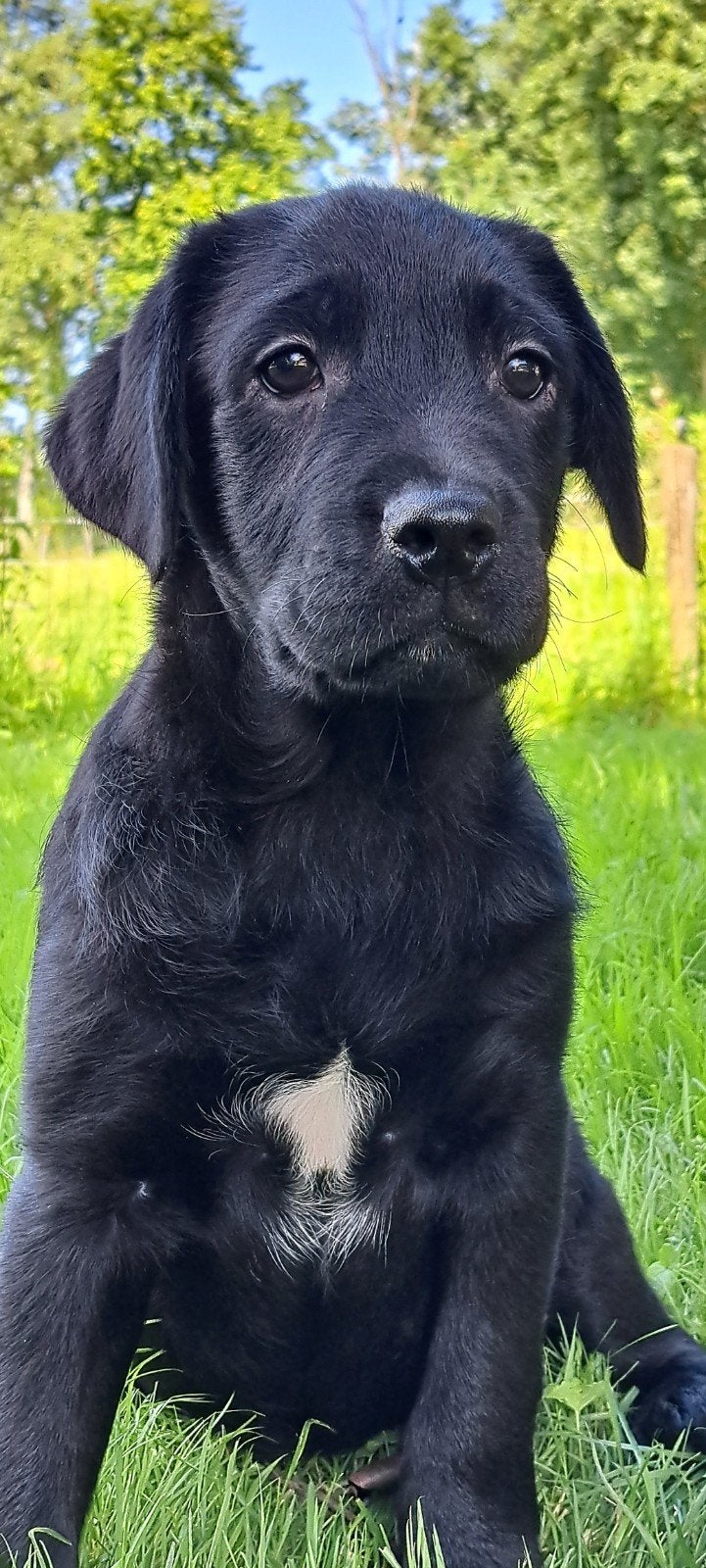 Friese stabij x labrador pup nog één lieftallig reutje ....., Nederland, Parvo, 8 tot 15 weken, Labrador retriever