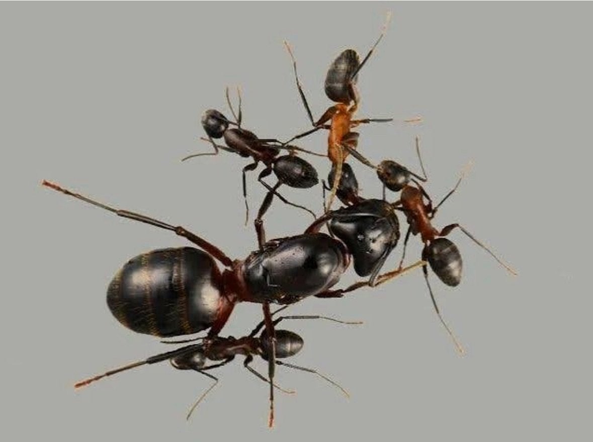 Camponotus ligniperda Queen + 1-5W, Dieren en Toebehoren, Mieren