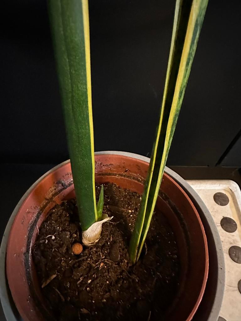 Grote Sansevieria van ca. 70 cm hoog, Huis en Inrichting, Kamerplanten, Ophalen, Overige soorten, Halfschaduw, In pot