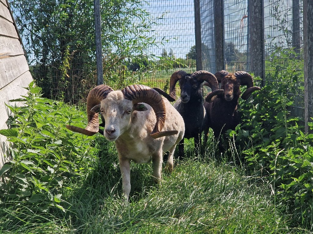 Ouessant schapen | Dekram te leen | Diverse kleuren