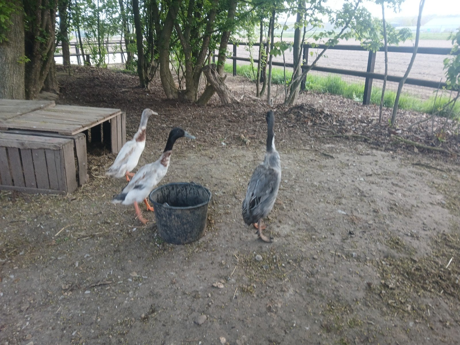 Gratis afhalen loopeenden woerd man 2 stuks, Mannelijk, Eend