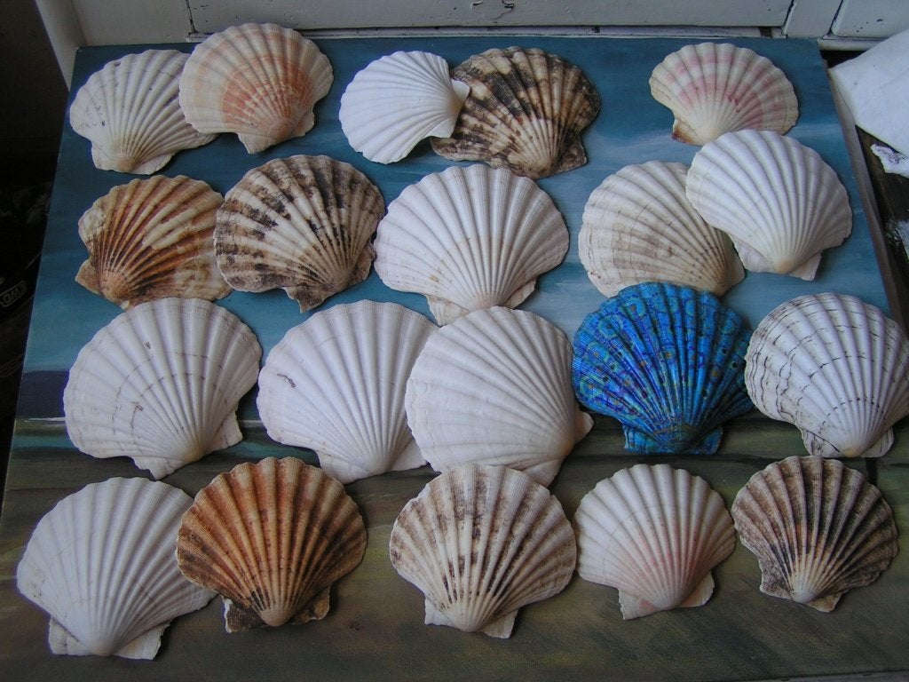 20 sint jacobs schelpen nr BB 979, Verzenden, Schelp(en)