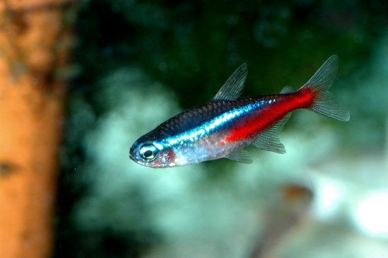 Neon tetra 10 voor 12.50, Vis, Zoetwatervis, Schoolvis