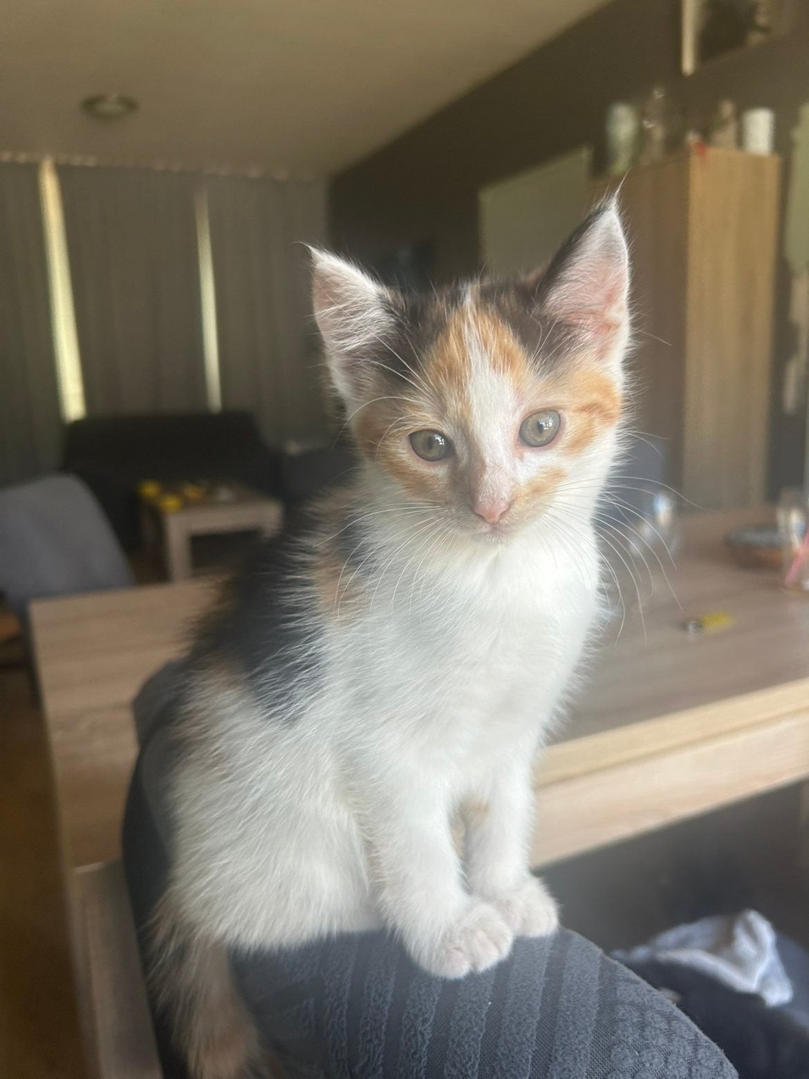 Lieve en sociale mainecoon/Europese korthaar kitten te koop, Dieren en Toebehoren, Katten en Kittens | Overige Katten, Meerdere dieren
