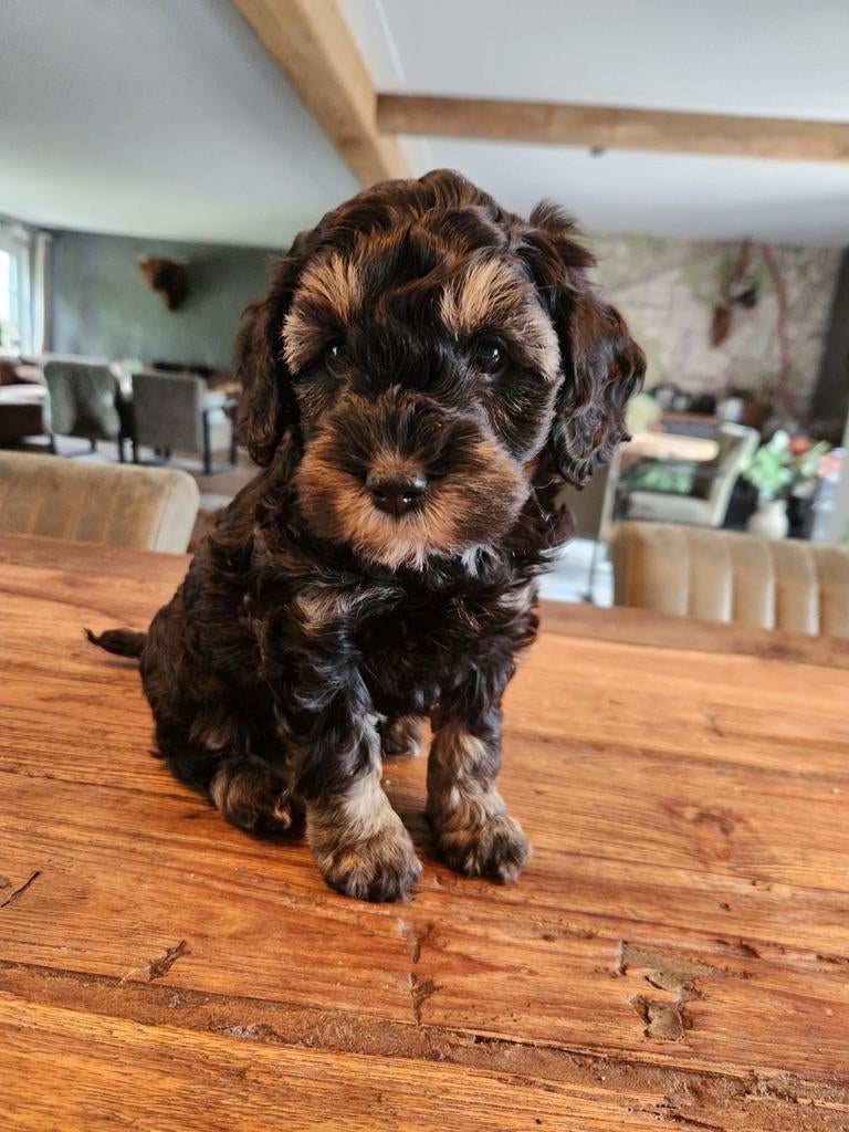Drie prachtige sheltiedoodle labradoodle mini doodle pups, Parvo, Overige rassen, 8 tot 15 weken, Meerdere