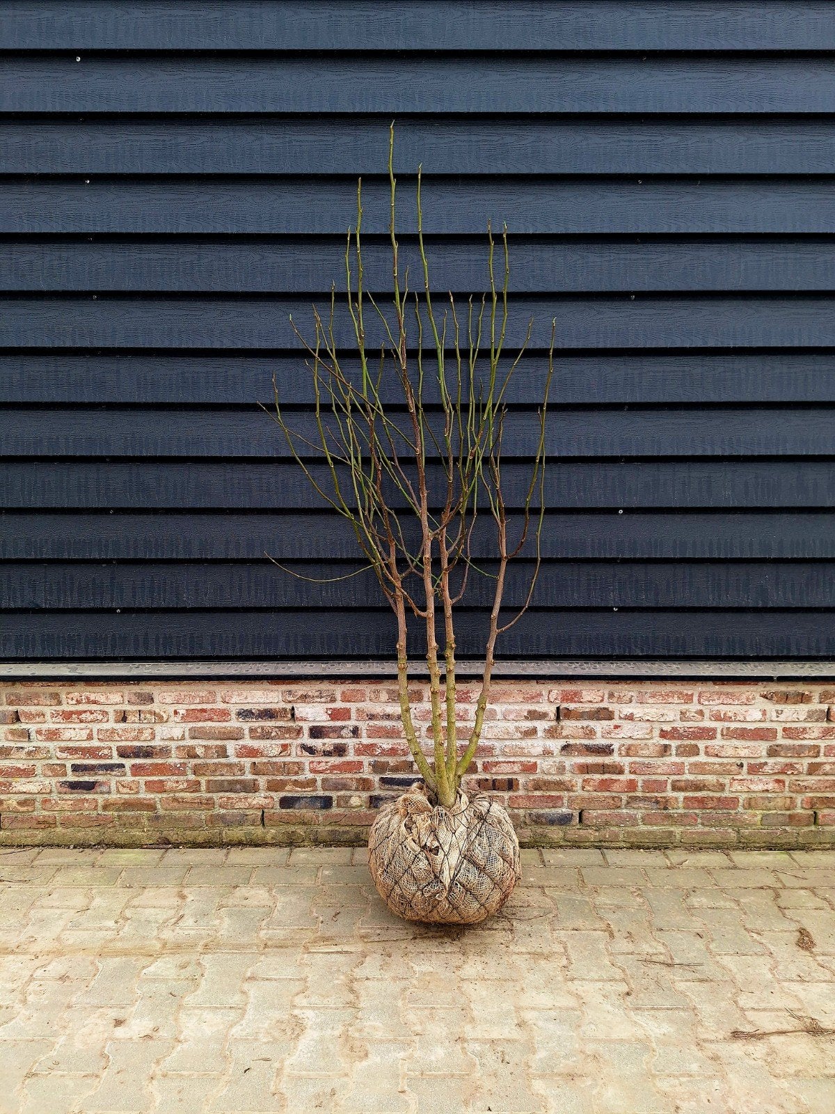 Magnolia kobus 🌳 (Noordelijke Japanse magnolia) meerstam, Tuin en Terras, Ophalen, Overige soorten