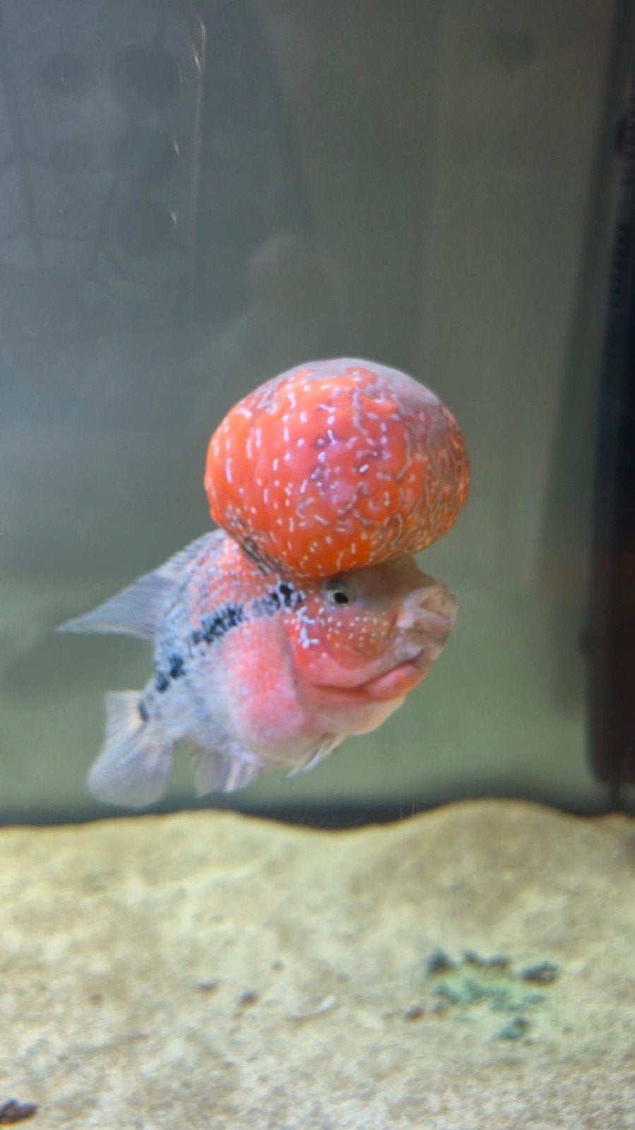 Red Pearl Flowerhorn, Vis, Zoetwatervis