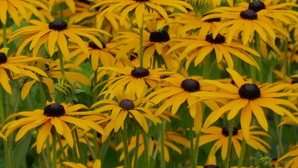 Rudbeckia geel, Overige soorten, Volle zon, Vaste plant, Ophalen of Verzenden