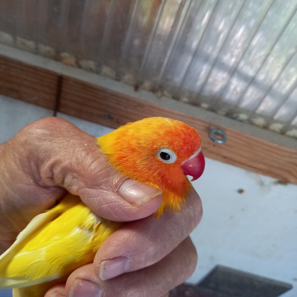 Fischeri, Dieren en Toebehoren, Vogels | Parkieten en Papegaaien, Geslacht onbekend, Dwergpapegaai of Agapornis, Geringd