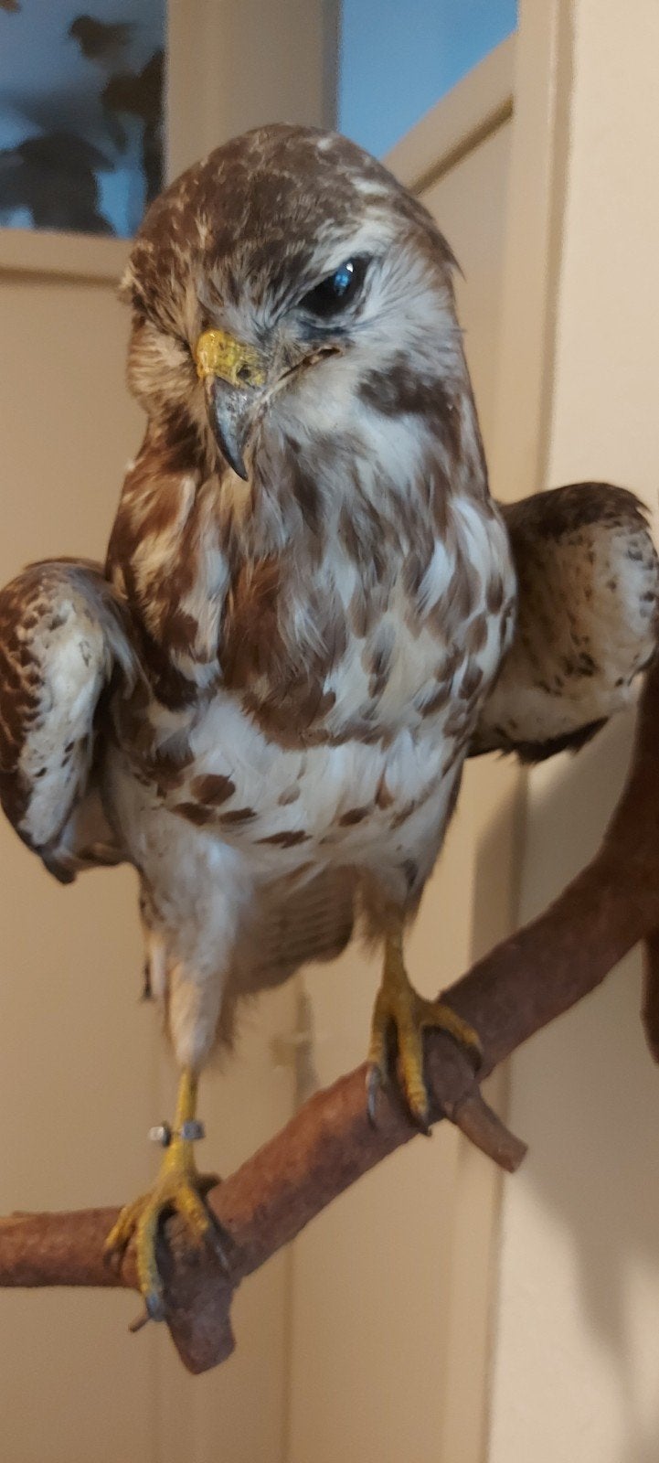 Opgezette vogels, Verzamelen, Ophalen of Verzenden, Zo goed als nieuw, Vogel, Opgezet dier