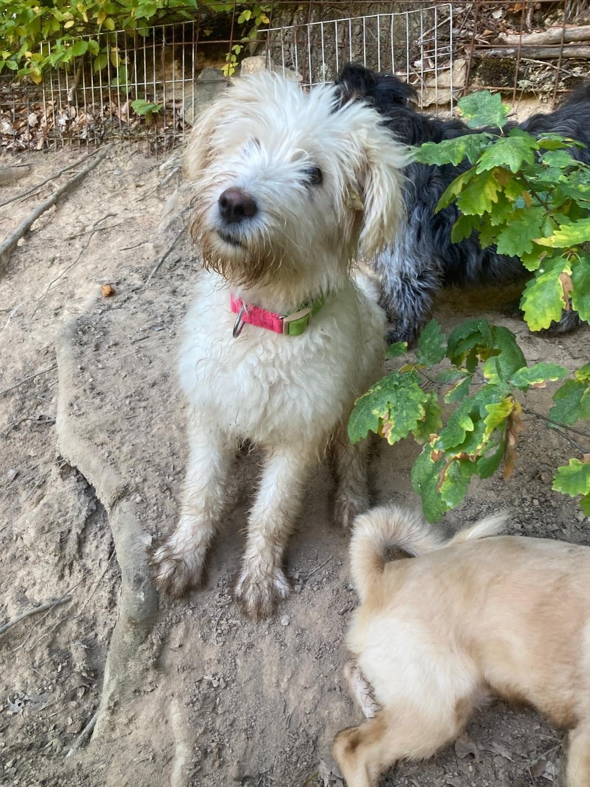 Milou is ter adoptie!, Dieren en Toebehoren, 15 weken tot 1 jaar, Handelaar, Buitenland, Teef