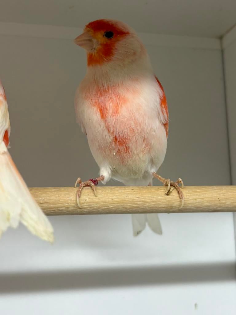 Te koop roodmozaiek kanariie mannen, Dieren en Toebehoren, Vogels | Kanaries, Mannelijk, Kleurkanarie