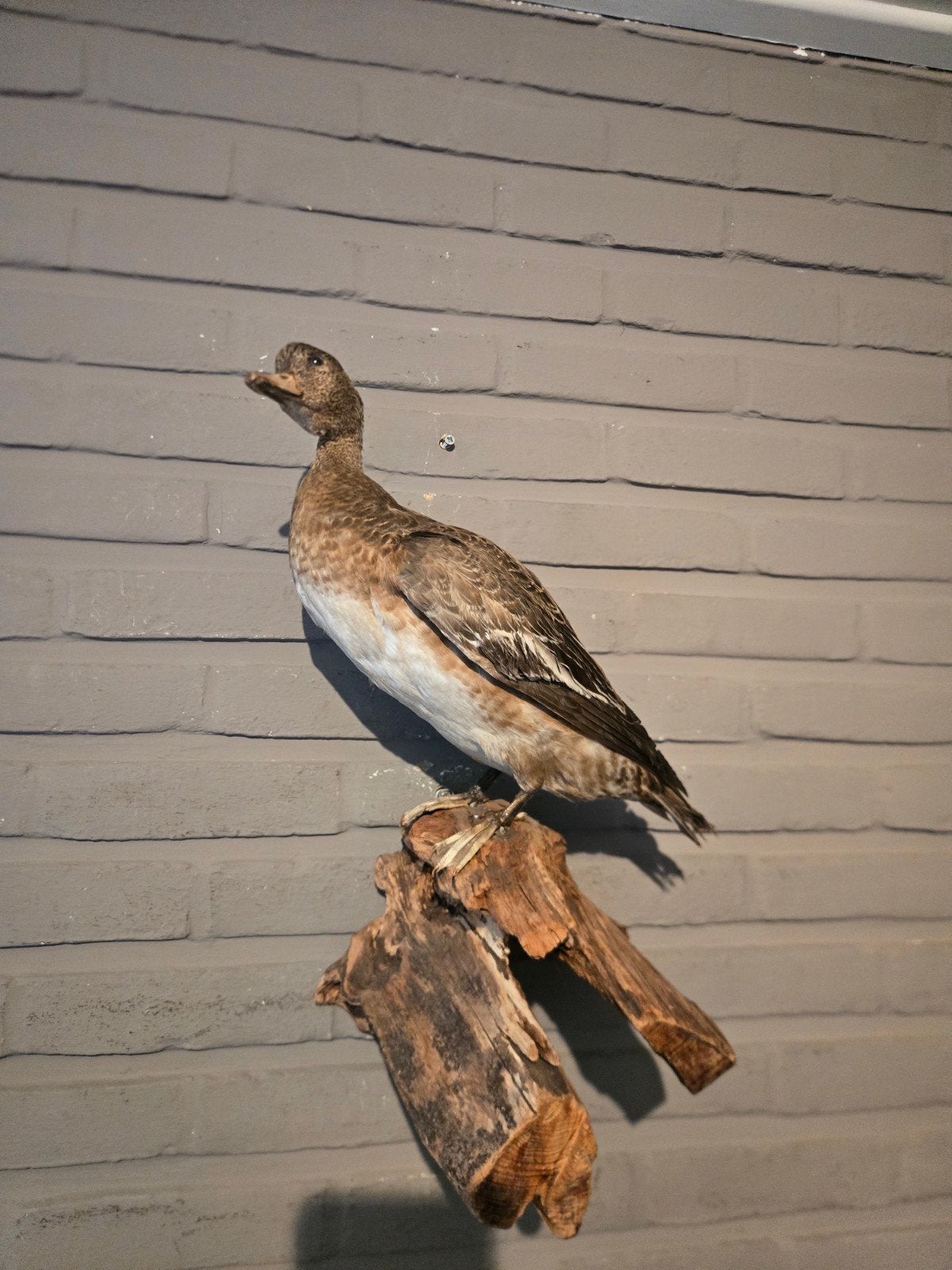 Opgezette eend/bergeend, Verzamelen, Dierenverzamelingen, Ophalen of Verzenden, Vogel, Opgezet dier