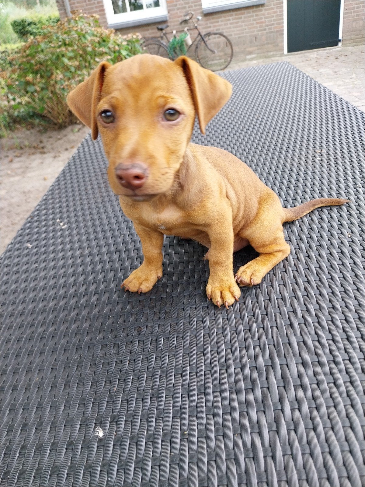 Jack Russel pups, Jack Russell Terriër, Meerdere, Meerdere dieren, Nederland