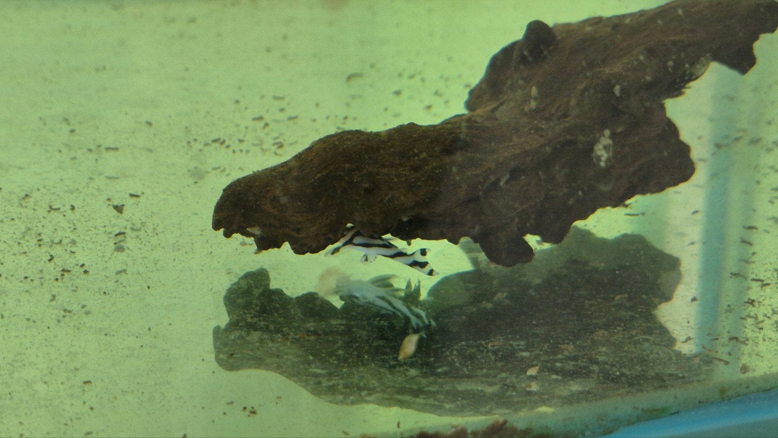 2 stuks zebra pleco l046, Dieren en Toebehoren