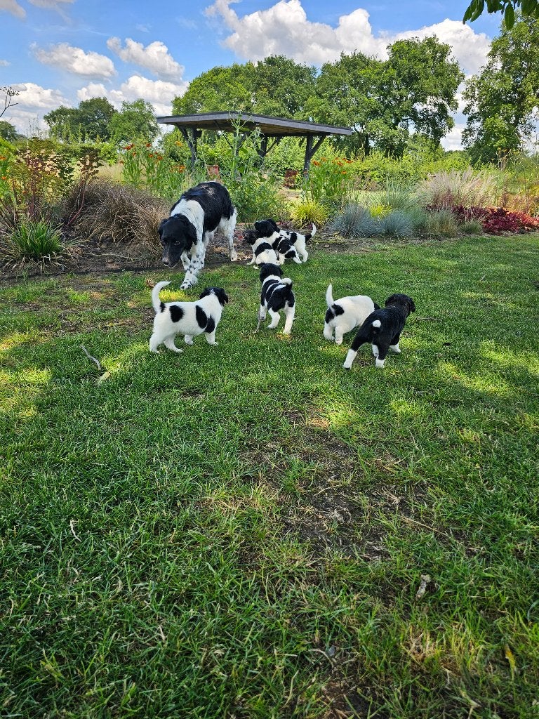 mooie stabij pups, Dieren en Toebehoren, Honden | Niet-rashonden, 8 tot 15 weken, Parvo, Meerdere, Meerdere dieren