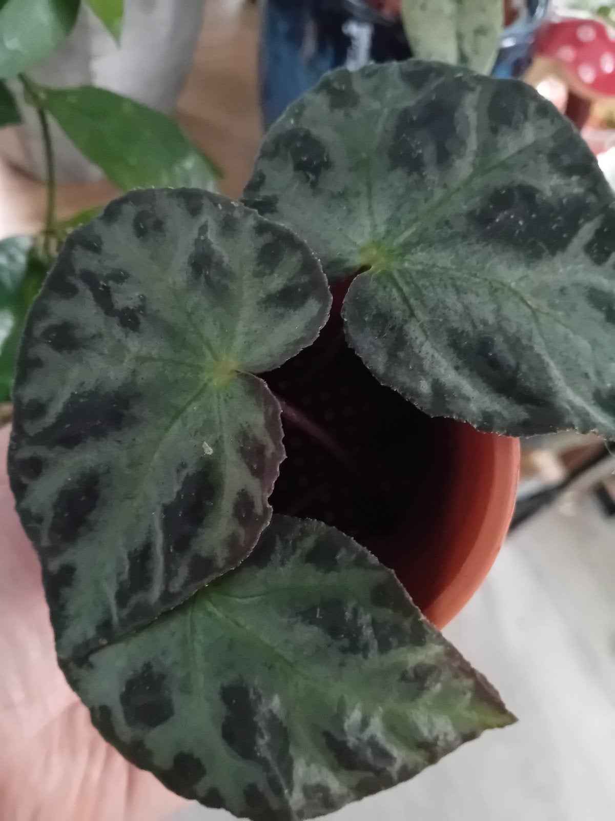 Begonia zeldzaam.  Bladstekje!, Ophalen of Verzenden, Halfschaduw, Minder dan 100 cm