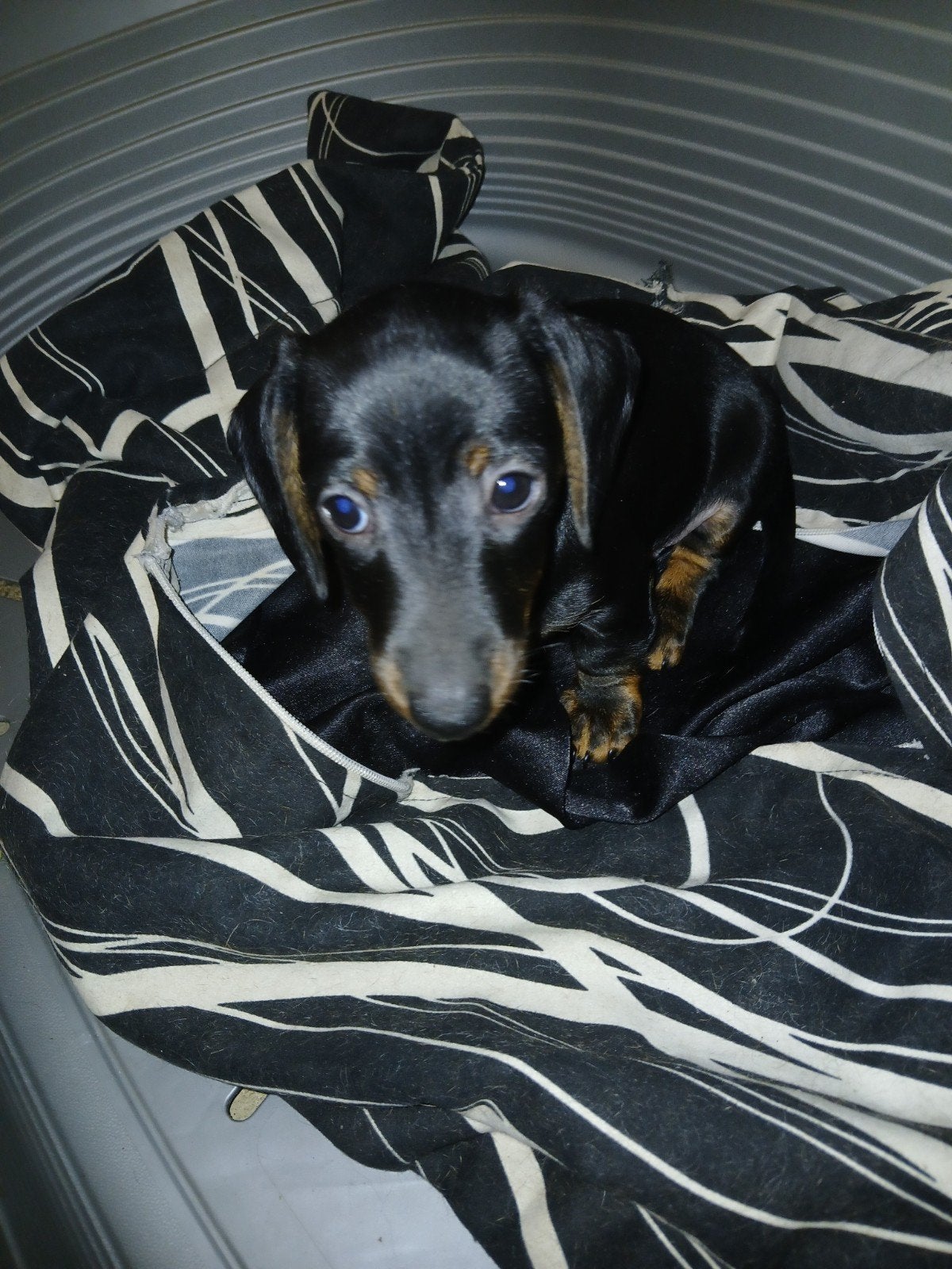 Kortharige dwergteckel X kaninchen teckel pup reutje., Reu, 8 tot 15 weken, Korthaar, Dwerg