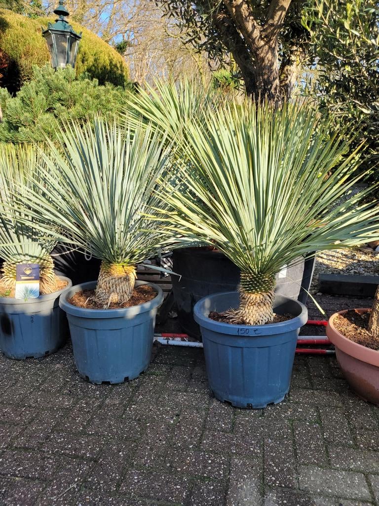 Grote Yucca Rostrata in pot (48cm x 40cm hoog), Ophalen