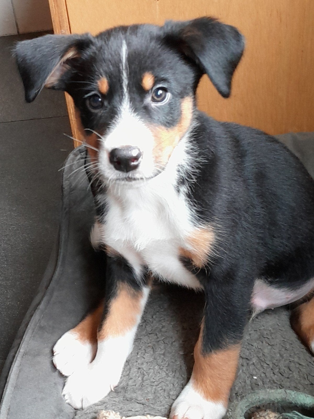 Uniek kruising sennenhond x australian shepherd pups, 8 tot 15 weken, Meerdere, Meerdere dieren, Nederland
