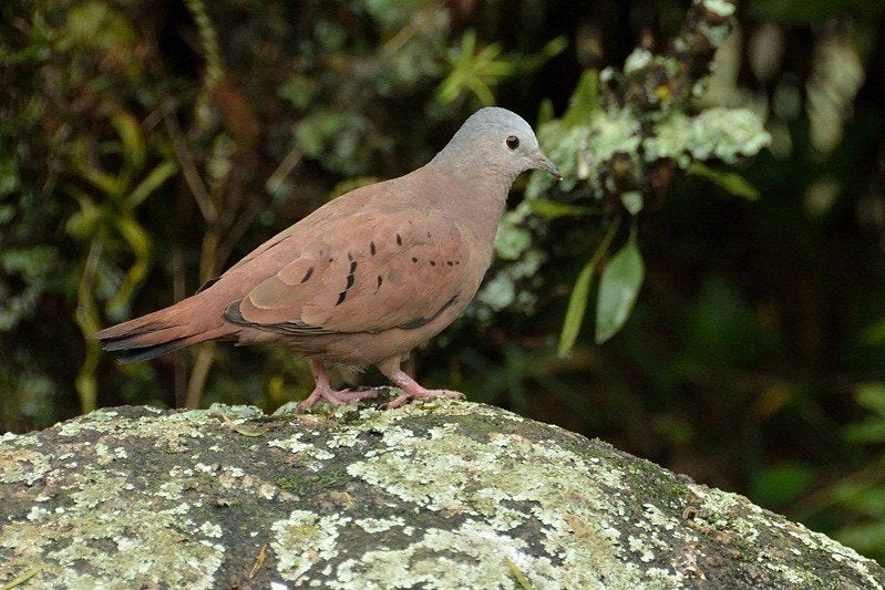Nest koppel Talpacoti duiven, Dieren en Toebehoren, Meerdere dieren, Overige soorten