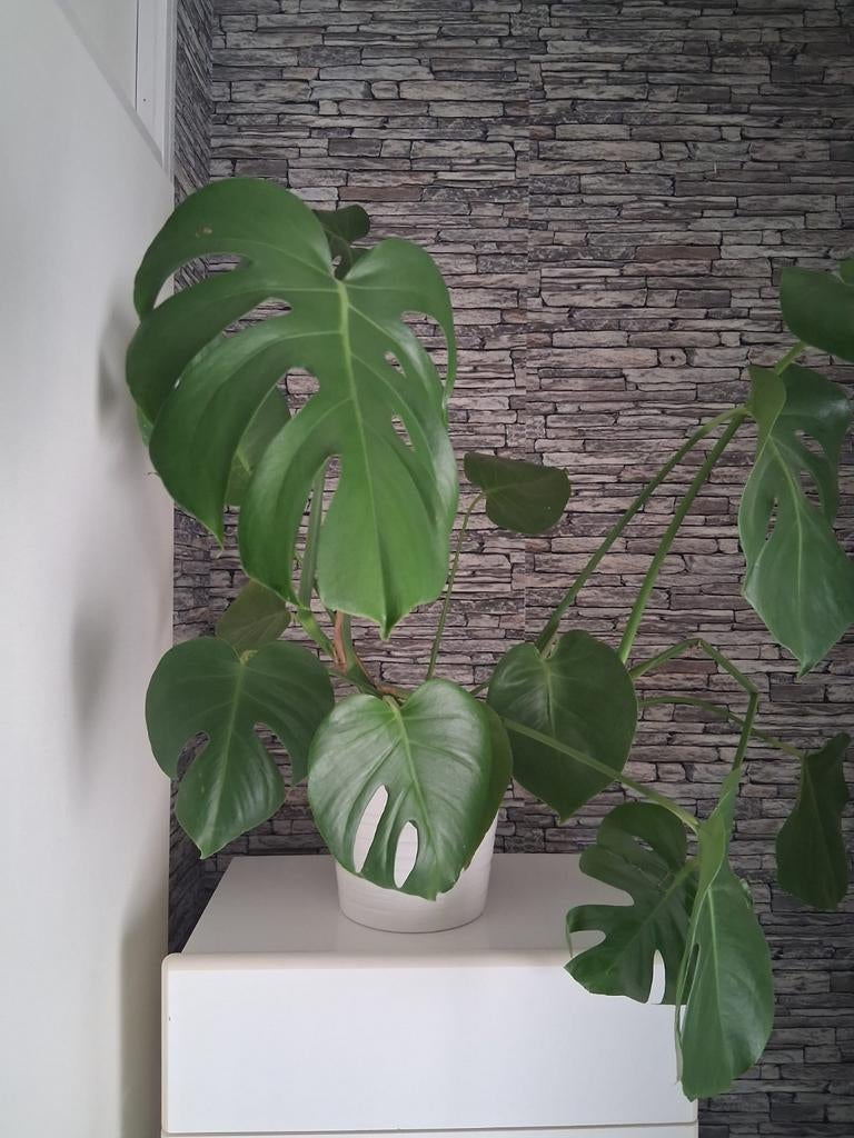 Grote Monstera Deliciosa - Kamerplant, Tuin en Terras, Overige soorten, Vaste plant, Ophalen of Verzenden, Bloeit niet