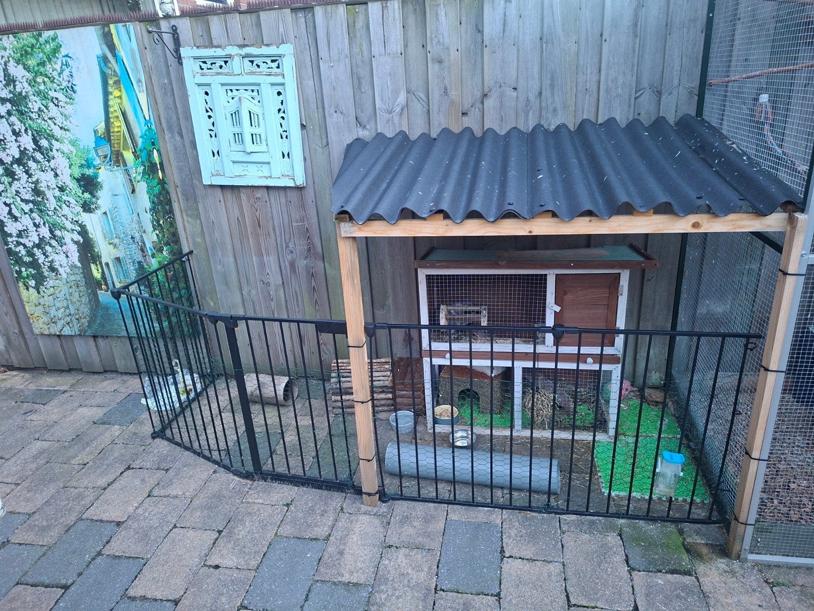 Cavia's incl hok en benodigdheden, Dieren en Toebehoren, Knaagdieren, December, Mannelijk, Cavia