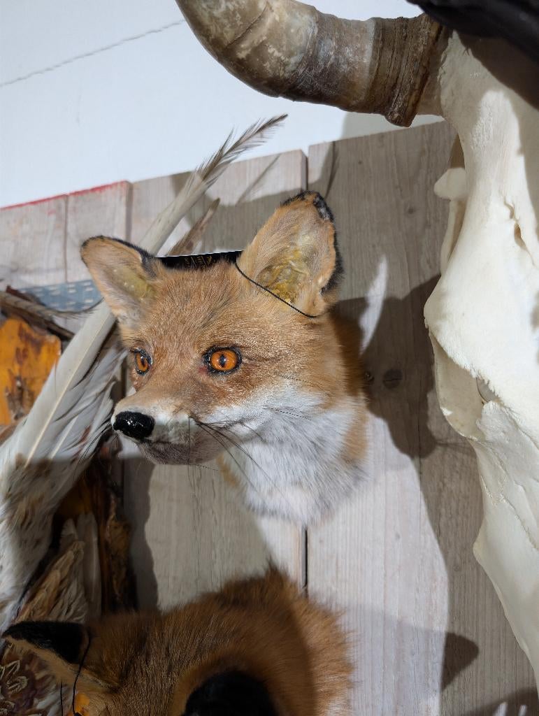 opgezet vos borst preparaat hert taxidermie, Ophalen of Verzenden, Nieuw, Wild dier, Opgezet dier