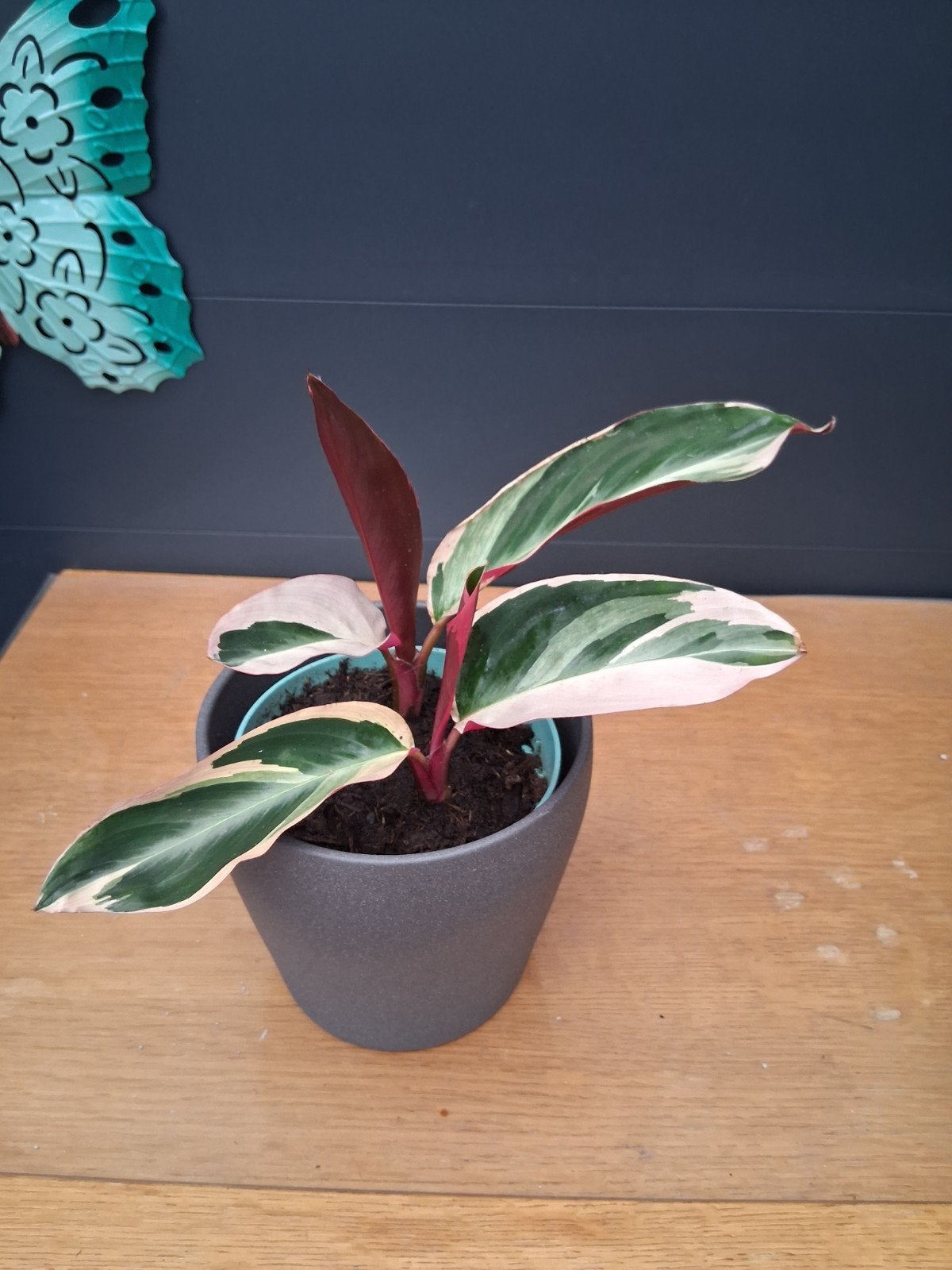 Calathea Triostar - Prachtige Kamerplant in Pot, Ophalen, Overige soorten, Halfschaduw, In pot
