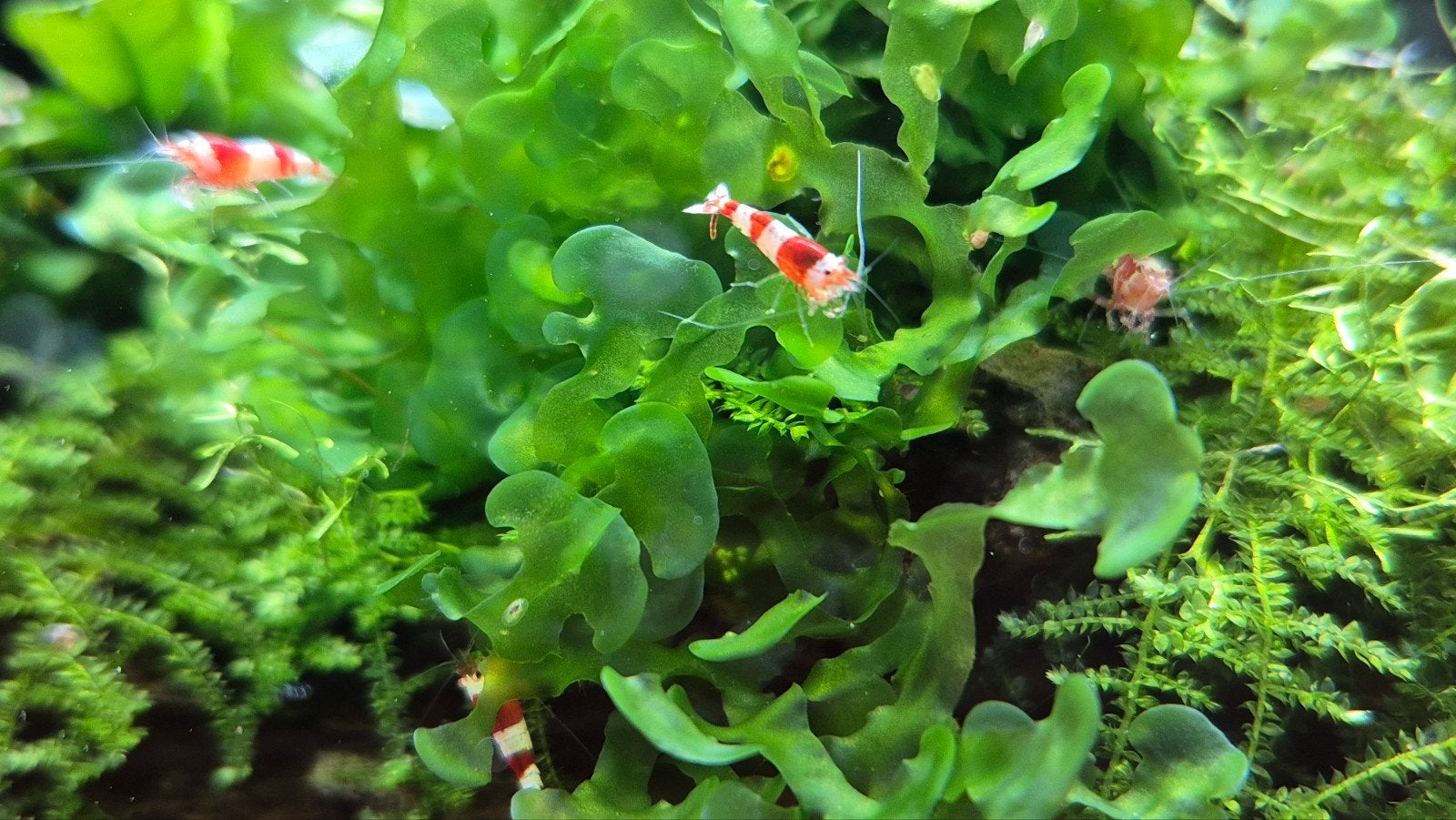 Crystal red caridina garnalen., Dieren en Toebehoren, Kreeft, Krab of Garnaal