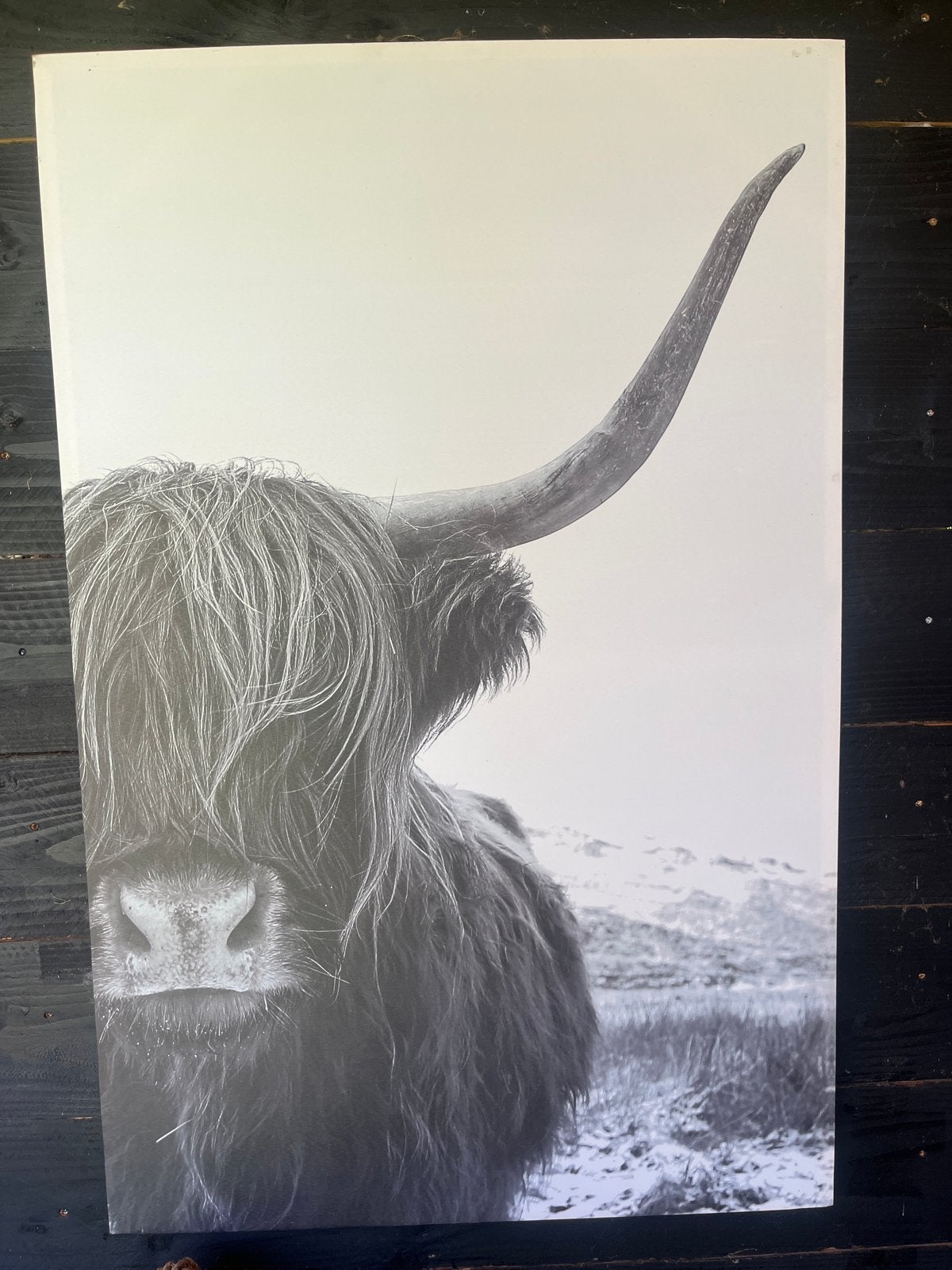 Canvas op frame van Schotse Hooglander Canvas Zwart-Wit, Huis en Inrichting, Ophalen, 50 – 75, Zo goed als nieuw, Foto of Poster
