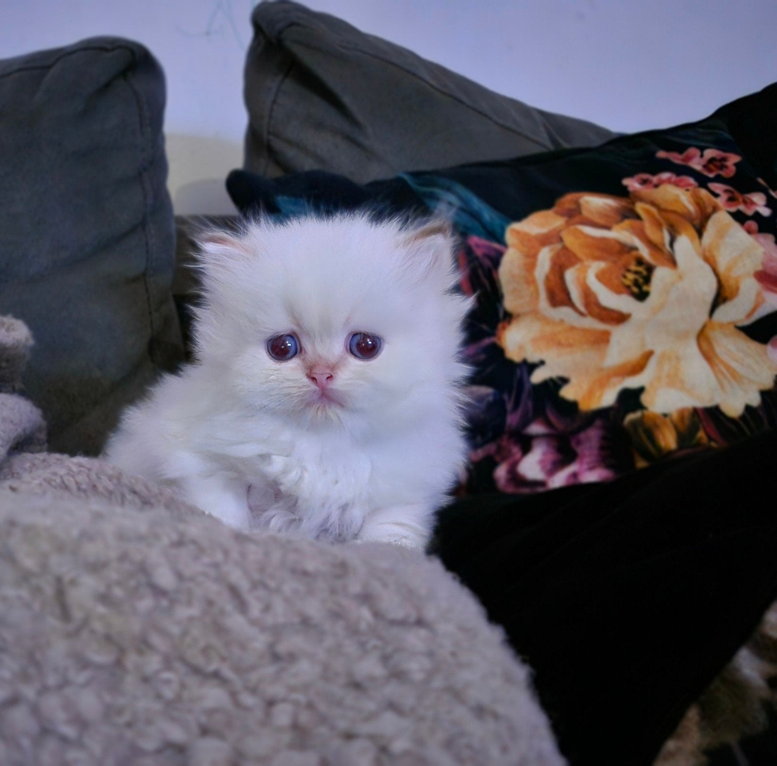 Brits kort en langhaar kittens, Meerdere dieren, Ontwormd
