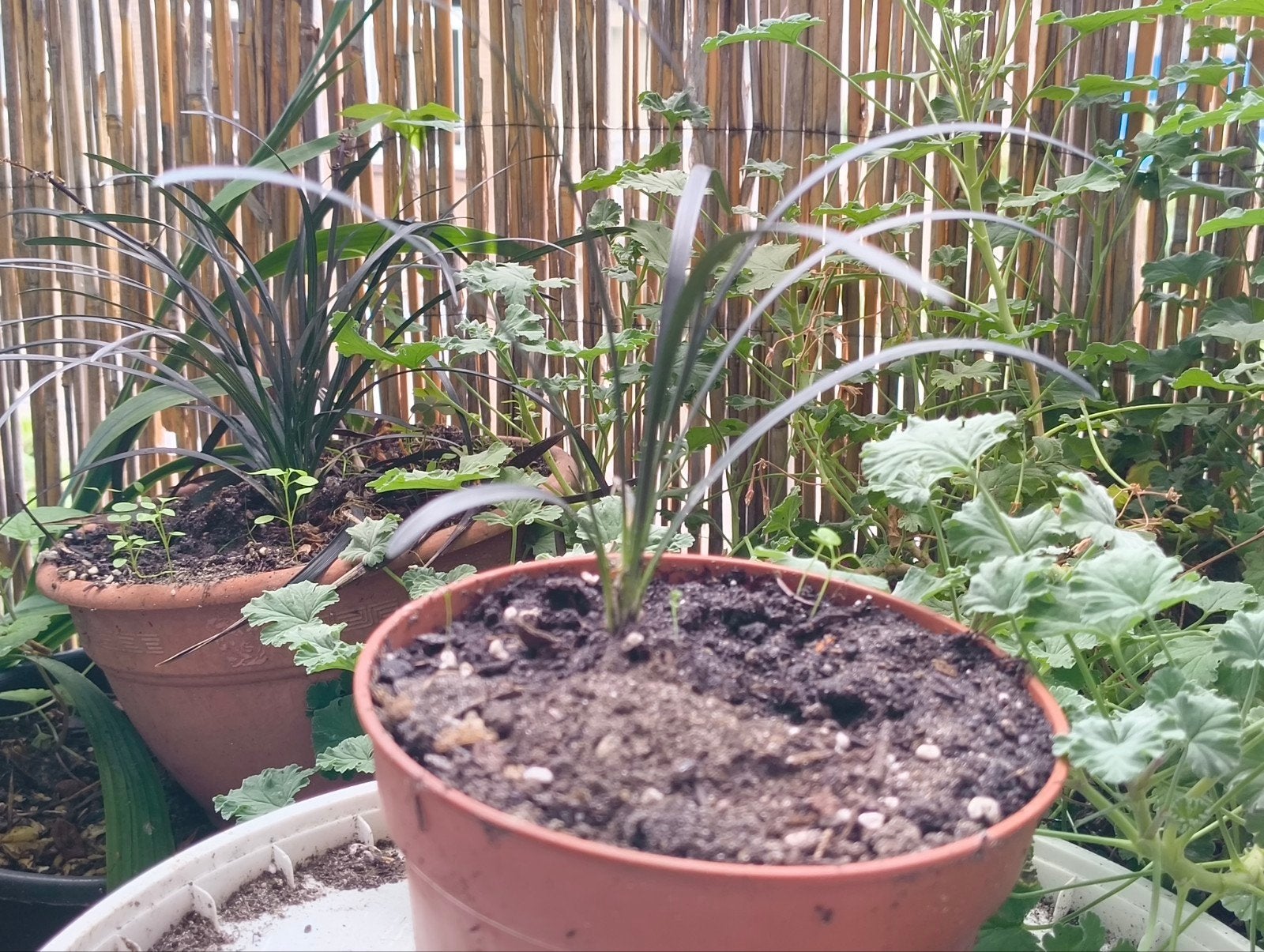 Zwarte Slangenbaard (Ophiopogon planiscapus 'Niger'), Vaste plant, Siergrassen, Ophalen of Verzenden, Halfschaduw
