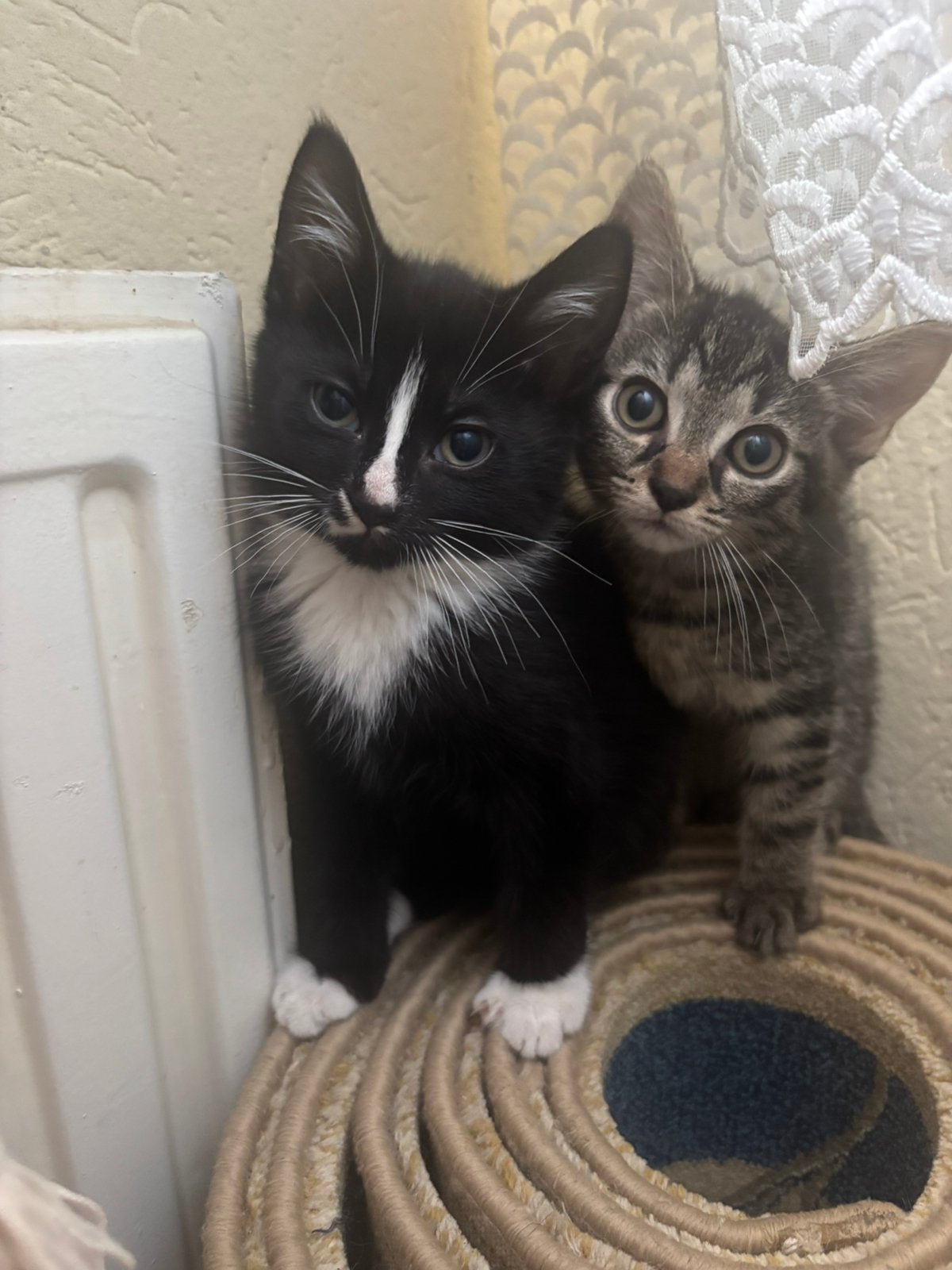 Schattige europese korthaar kittens zoeken een warm huisje!!, Geslacht onbekend, Ingeënt, 0 tot 2 jaar