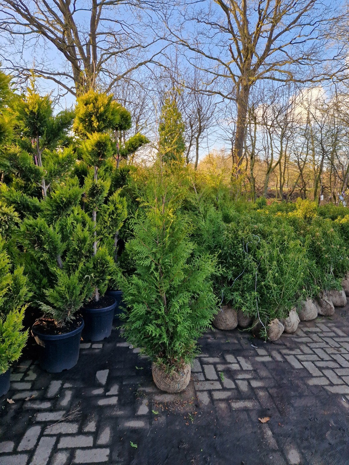 Thuja Brabant Haagconifeer - Diverse Maten Leverbaar, Ophalen, Conifeer, Haag