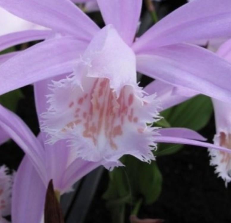 Prachtige Orchideeën tuin orchidee  gevraagd, Overige soorten, Vaste plant, Ophalen of Verzenden, Halfschaduw