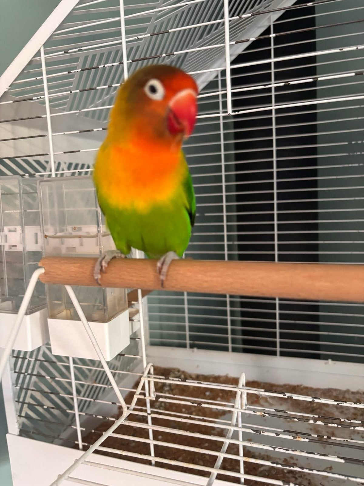 Agapornis Fischeri zoekt een nieuw thuis, Mannelijk, Tam
