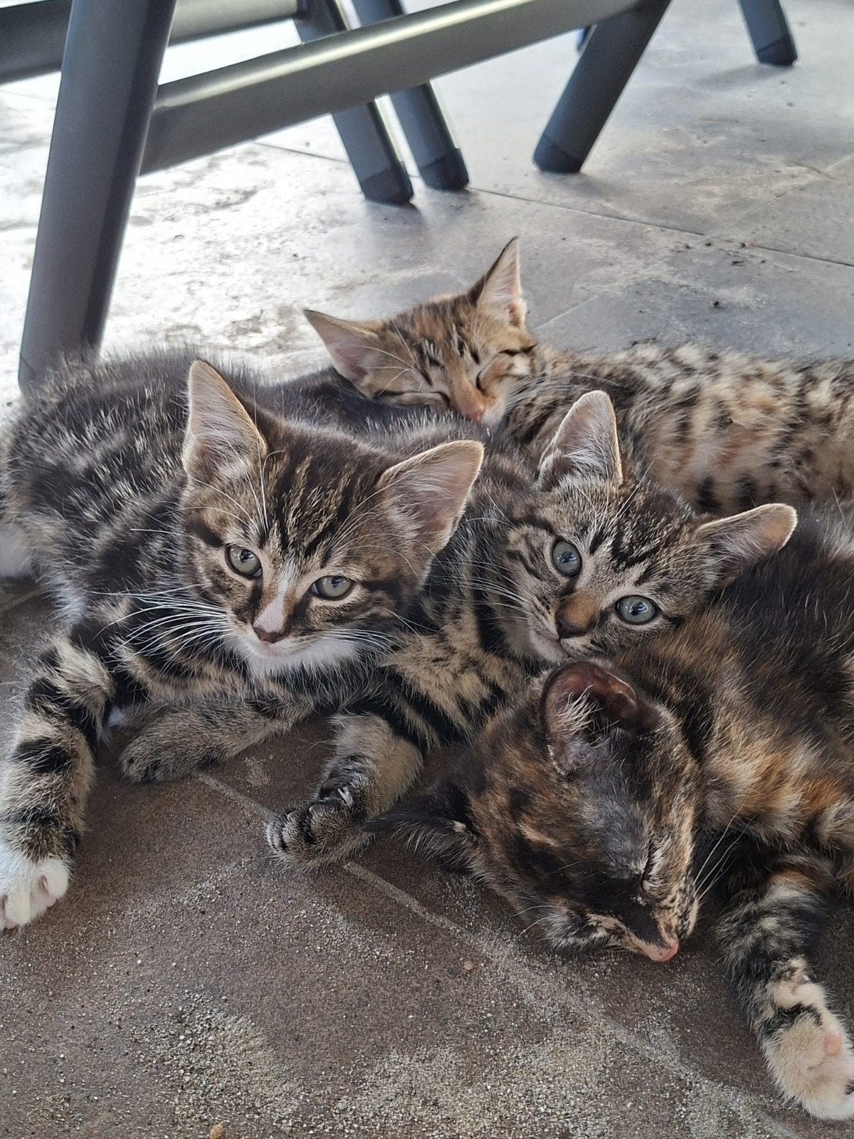 Boerderij kittens