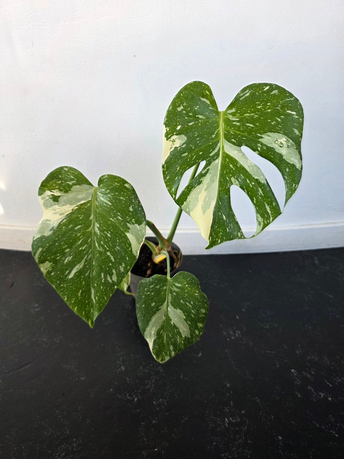Monstera Thai Constellation Deliciosa - 25cm hoog, Huis en Inrichting, Ophalen, Overige soorten, Halfschaduw, In pot
