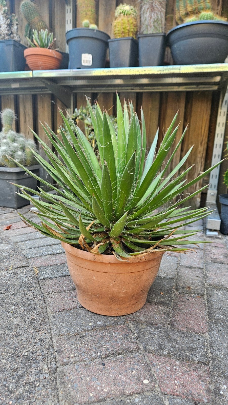 Agave plant in terracotta pot, Ophalen, Bloeit niet, Overige soorten, Volle zon